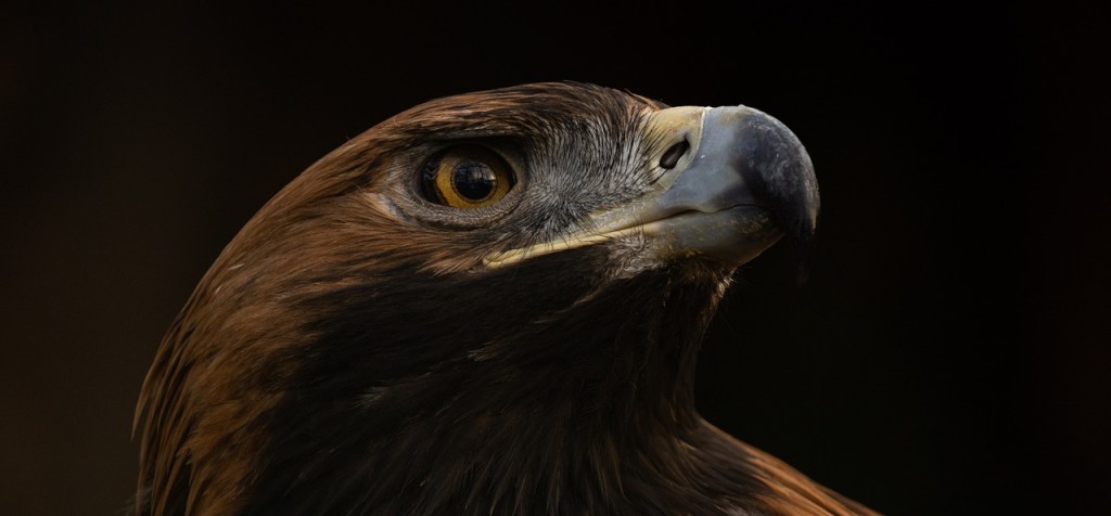 Hunter of scavenger? Predatory behaviour of the extinct Haast’s&nbsp;eagle