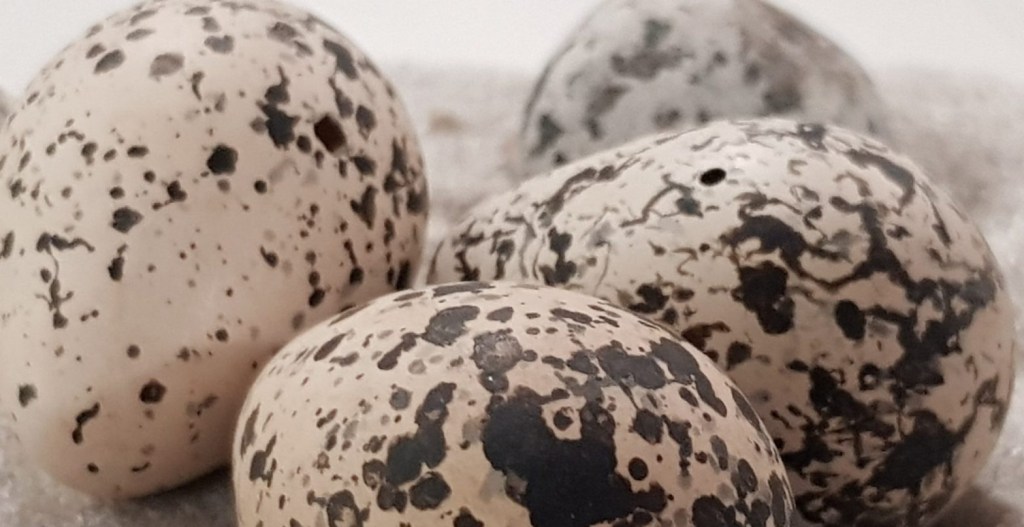 Avian eggshell conductance and life history: How birds adapt to extreme&nbsp;climates