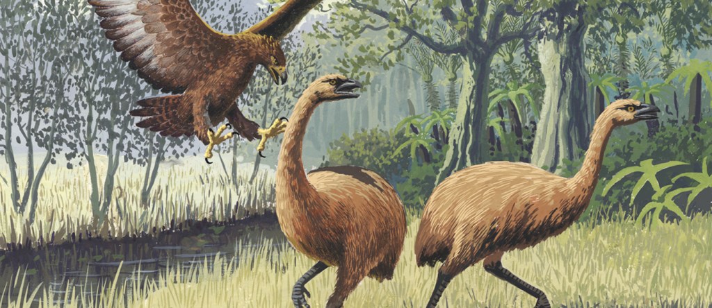 Moa diet fits the bill: Exploring the feeding strategies of extinct&nbsp;giants