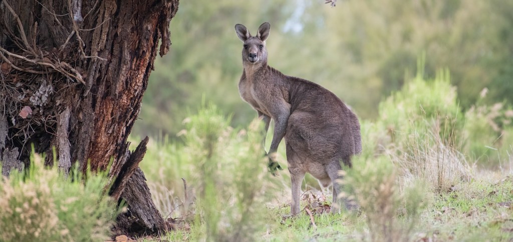 Could the extinct giant short-faced kangaroo&nbsp;hop?