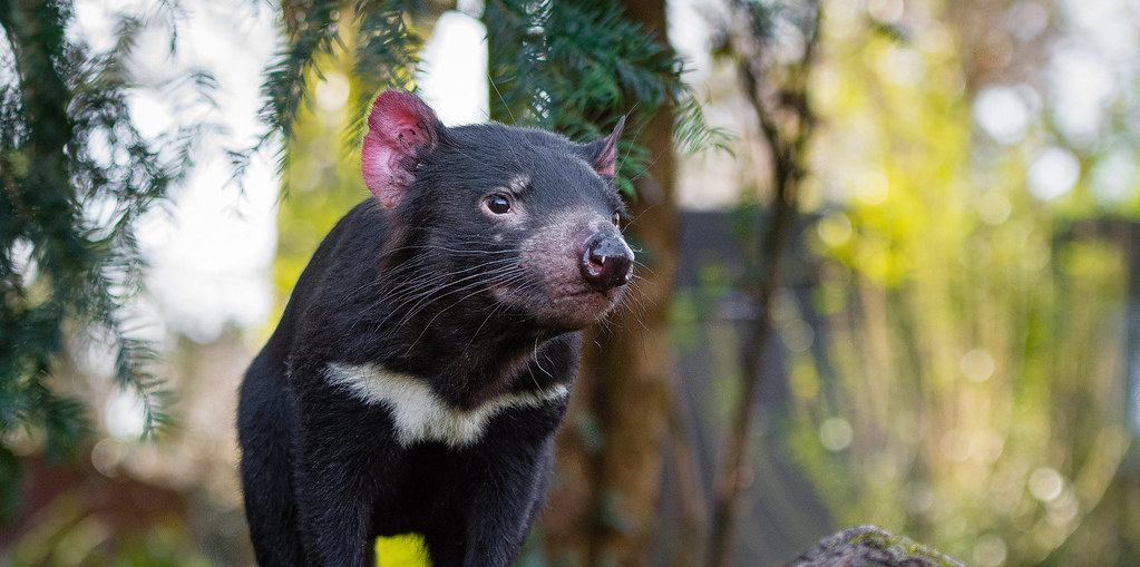 The biological time machine: using whiskers to monitor the behaviour of Tasmanian&nbsp;devils
