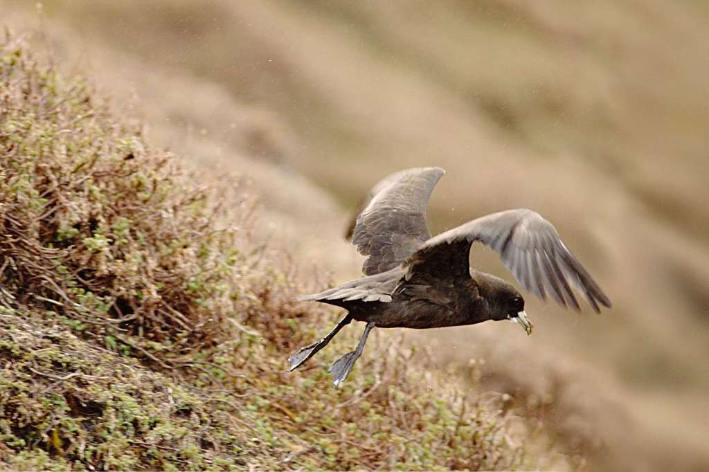 Monitoring seabird populations on South Georgia: Advancements in remote&nbsp;Sensing